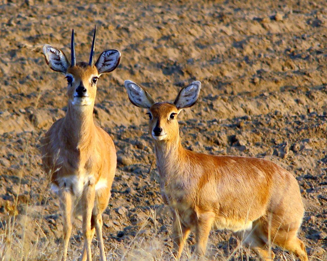 Amohela Ho Spitskop Country Retreat & Conservancy Ficksburg Buitenkant foto