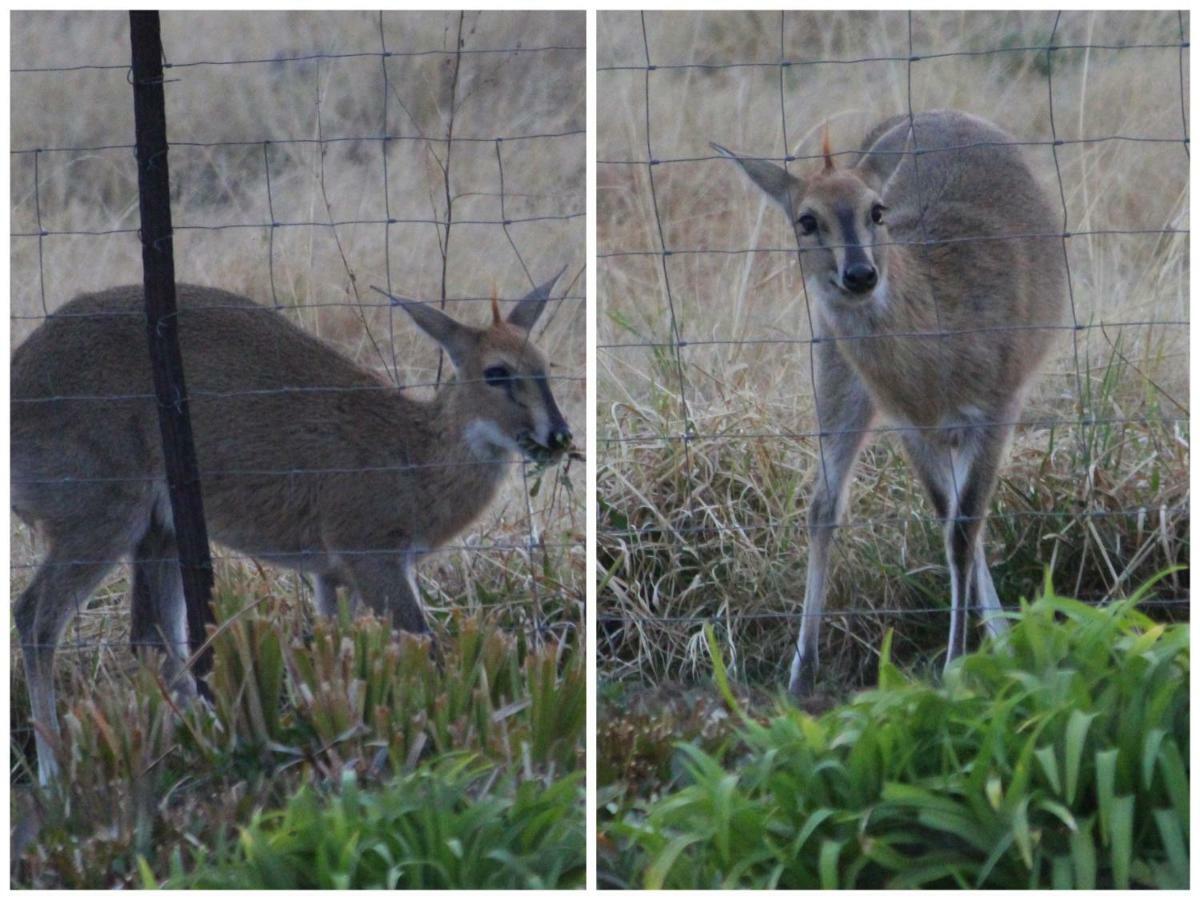 Amohela Ho Spitskop Country Retreat & Conservancy Ficksburg Buitenkant foto